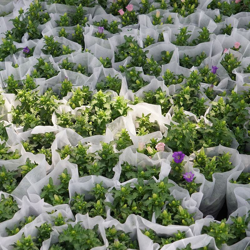 风铃花盆栽绿植花卉风铃草阳台庭院观花易爆盆好养净化空气