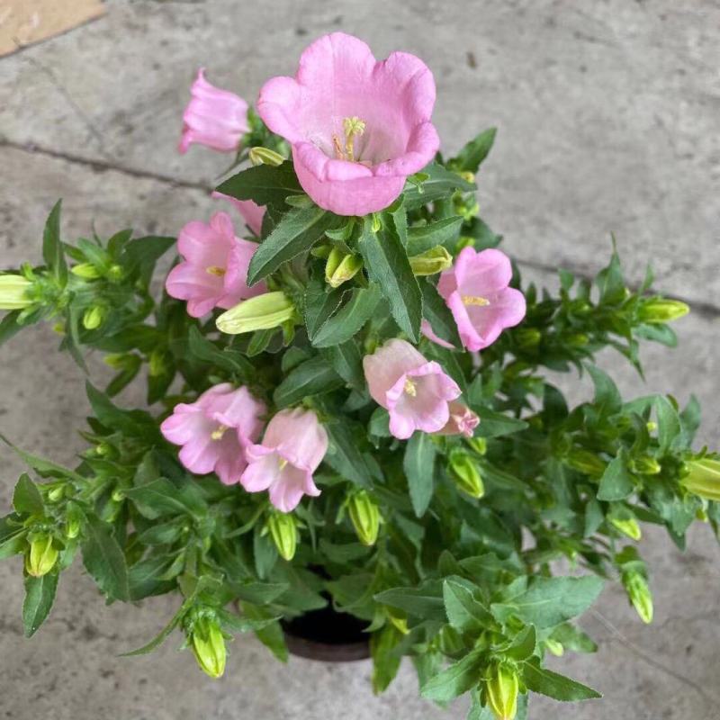风铃花盆栽绿植花卉风铃草阳台庭院观花易爆盆好养净化空气