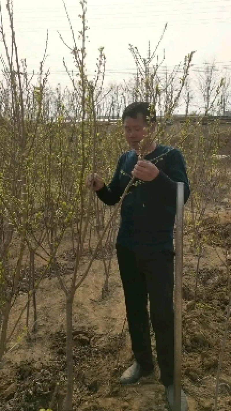 大红袍李子苗，干碗离核，自花授粉是辽宁卫视隆重推出的品种