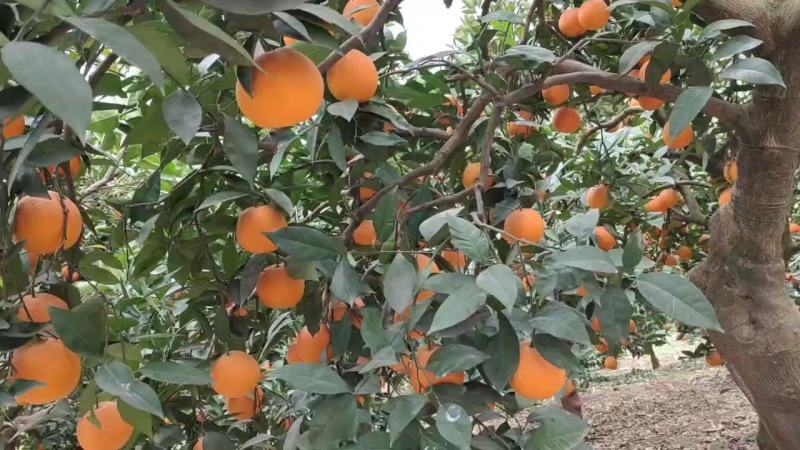 奉节脐橙橙子量大从优人工挑选售后有保障欢迎咨询