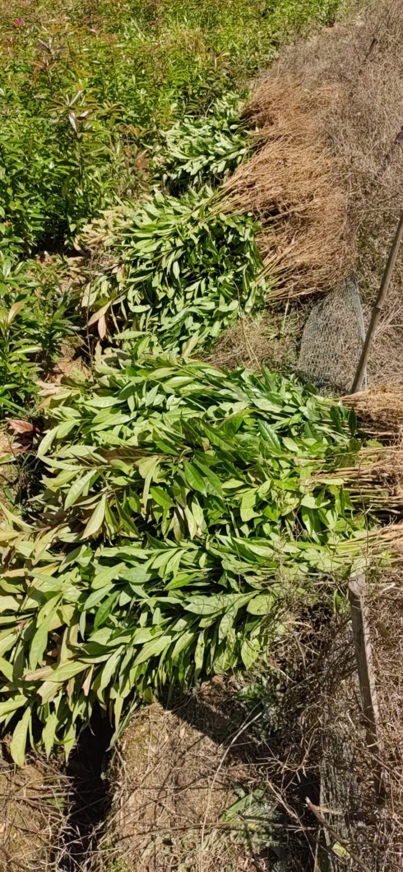 造林苗木荷防火墙大量供应