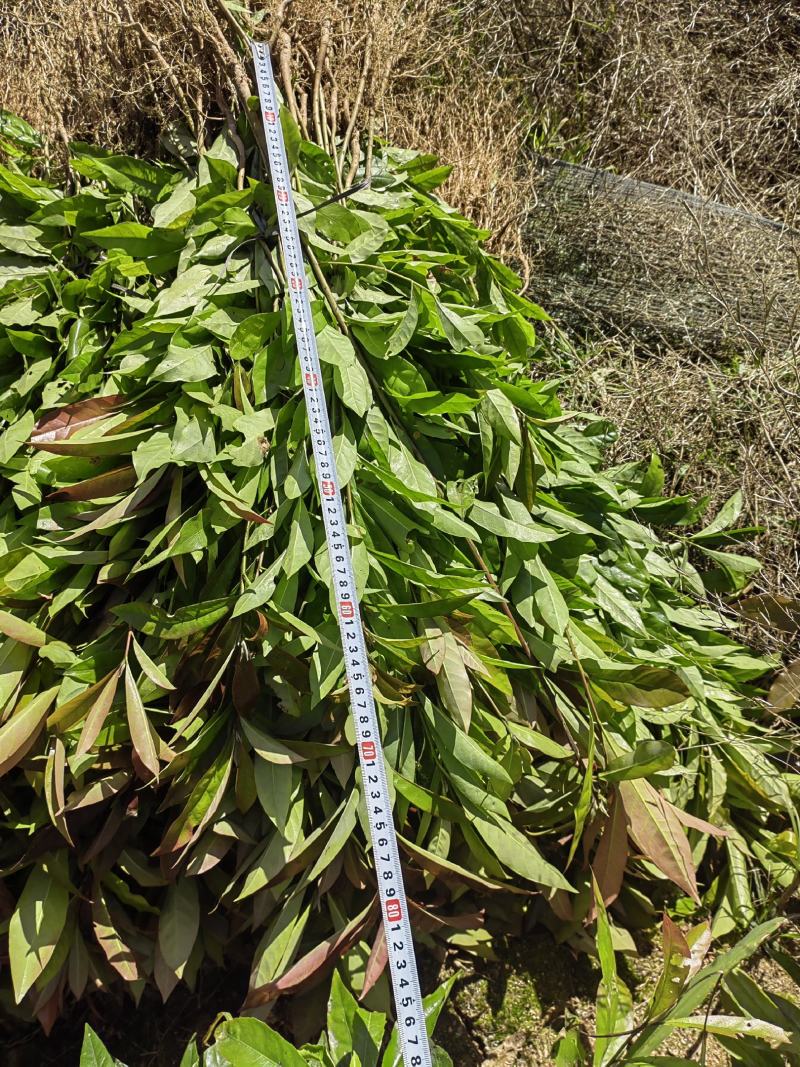 造林苗木荷防火墙大量供应