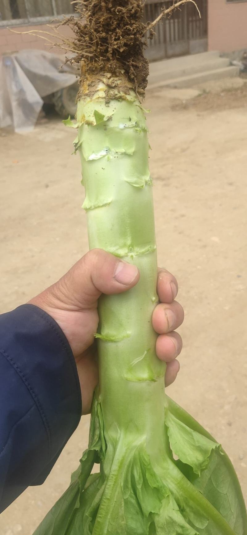 青叶莴苣马上上市了莴笋基地直供，量大优惠，欢迎咨询~
