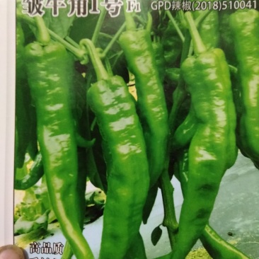 【低价促销】牛角椒苗线椒苗螺丝椒苗欢迎实地考察