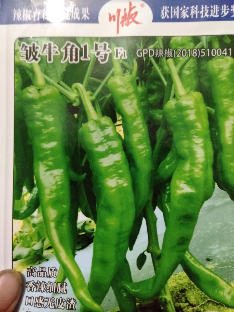 【低价促销】牛角椒苗线椒苗螺丝椒苗欢迎实地考察