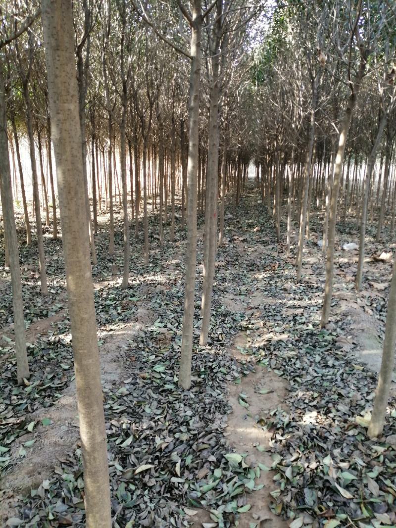 大量出售大叶女贞