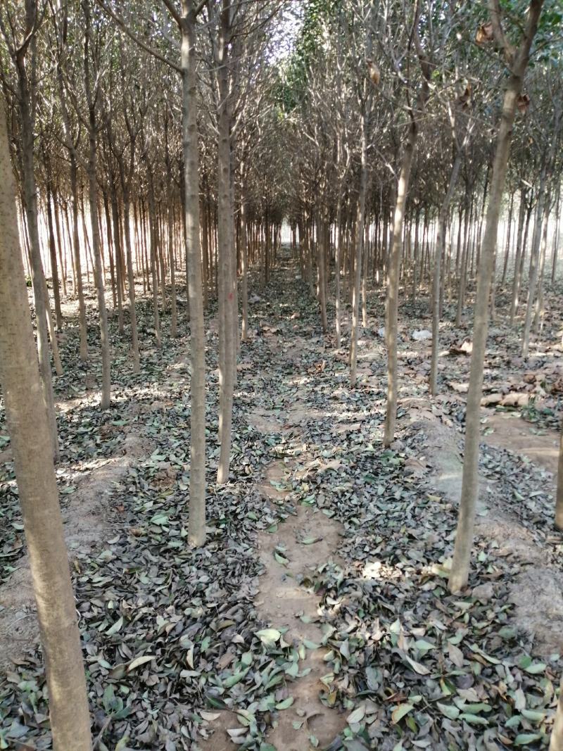 大量出售大叶女贞