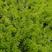 佛甲草盆栽苗楼顶绿化宿根多年生草坪，容器苗
