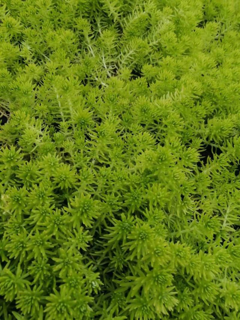 佛甲草盆栽苗楼顶绿化宿根多年生草坪，容器苗