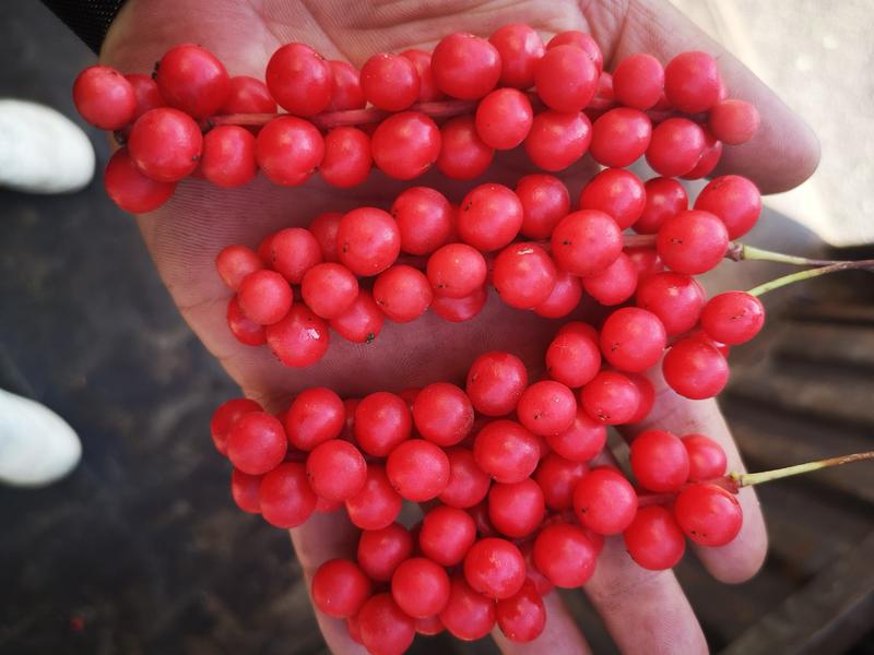出售纯正红珍珠五味子一年苗，，质量好，产量亩5000以上
