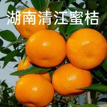 东江湖清江早熟温州蜜桔品质保证诚信经营欢迎接商超市场