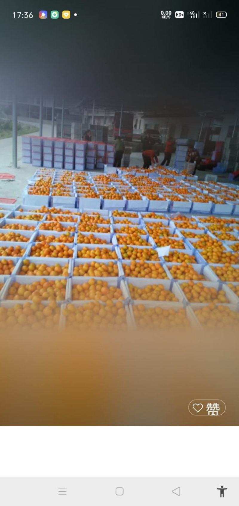 东江湖清江早熟温州蜜桔品质保证诚信经营欢迎联系接商超市场