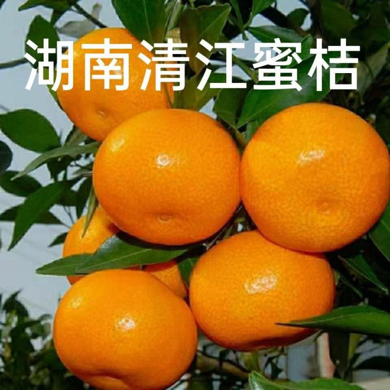 东江湖清江早熟温州蜜桔品质保证诚信经营欢迎联系接商超市场