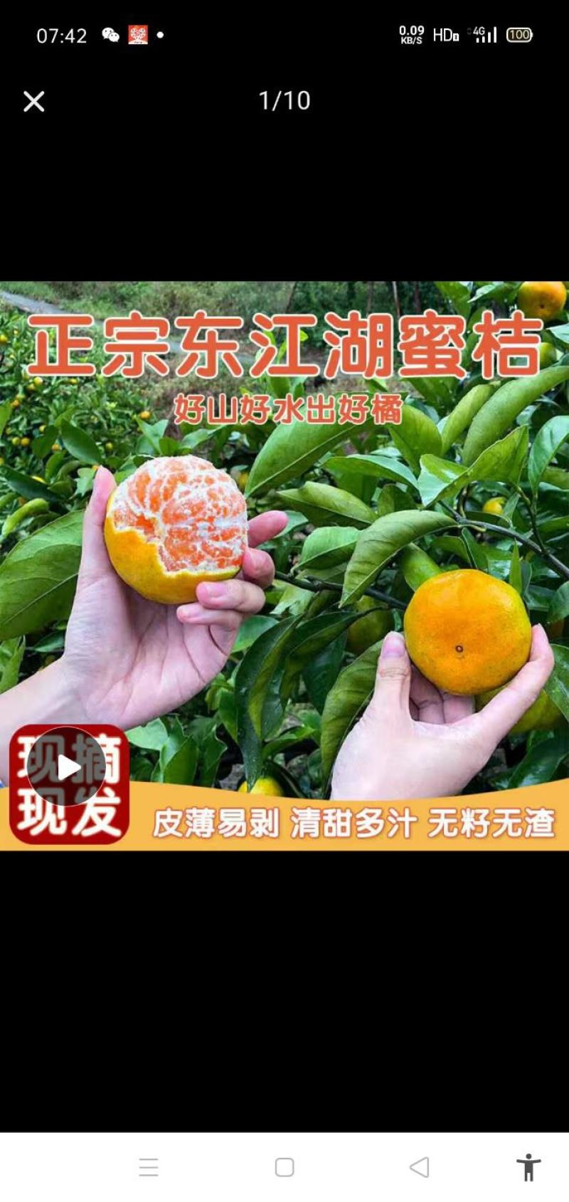 东江湖清江早熟温州蜜桔品质保证诚信经营欢迎联系接商超市场