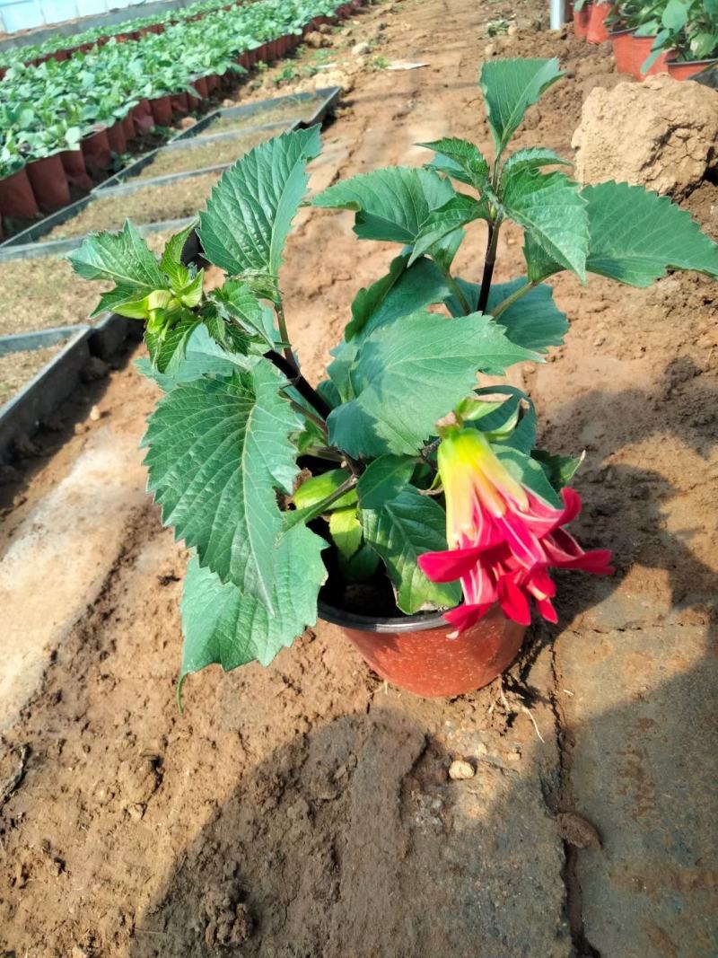 大丽花优质盆栽大丽花花苞多自家基地多年生大丽花