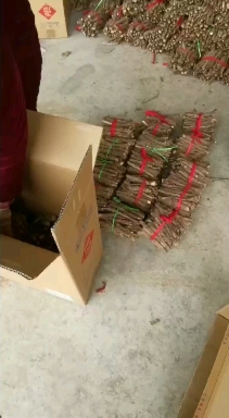 脱毒桐树根速生品种9501/2，当年可长成，育苗用桐根