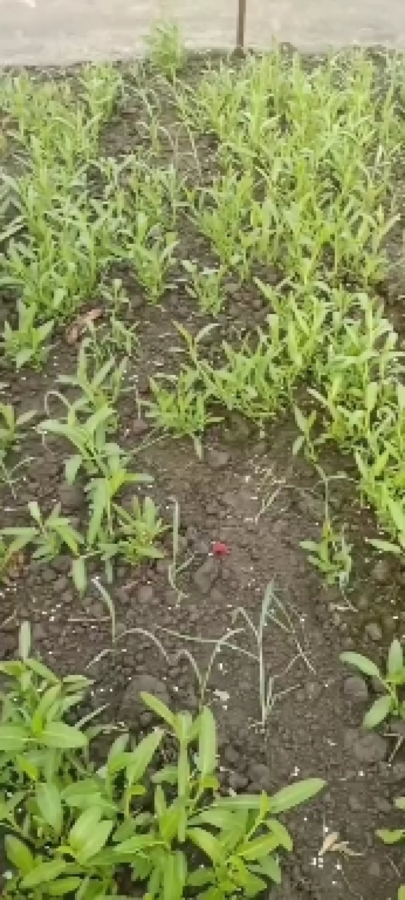 成都本地柳叶空心菜苗子