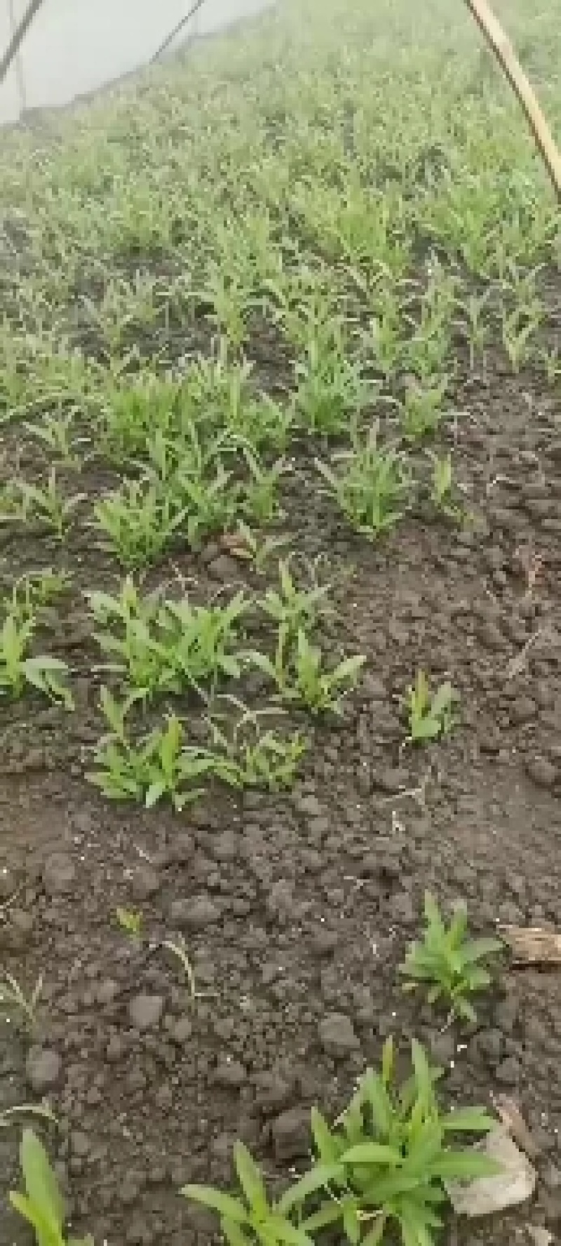成都本地柳叶空心菜苗子