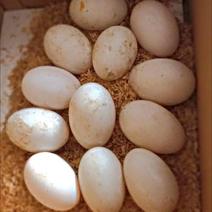 鹅蛋自家养了300多只鹅，都是新鲜的大鹅蛋
