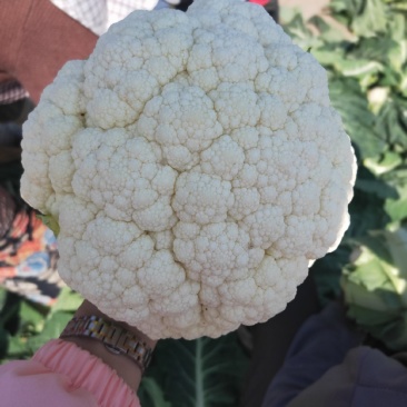 广西有机菜花精品紧花菜白花菜有机白松花