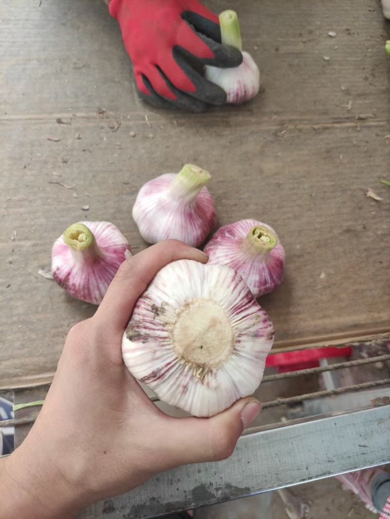 河南鲜蒜，产地直发，质量保证，货源充足，收购地点大