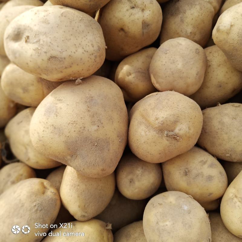 城固土豆黄皮白芯3两以上现在正在上市中量大