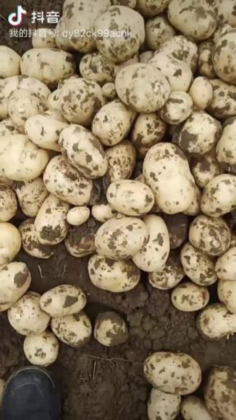 城固土豆黄皮白芯3两以上现在正在上市中量大