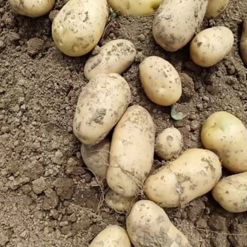 城固土豆黄皮白芯3两以上现在正在上市中量大