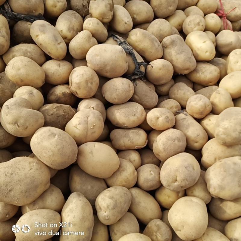 城固土豆黄皮白芯3两以上现在正在上市中量大