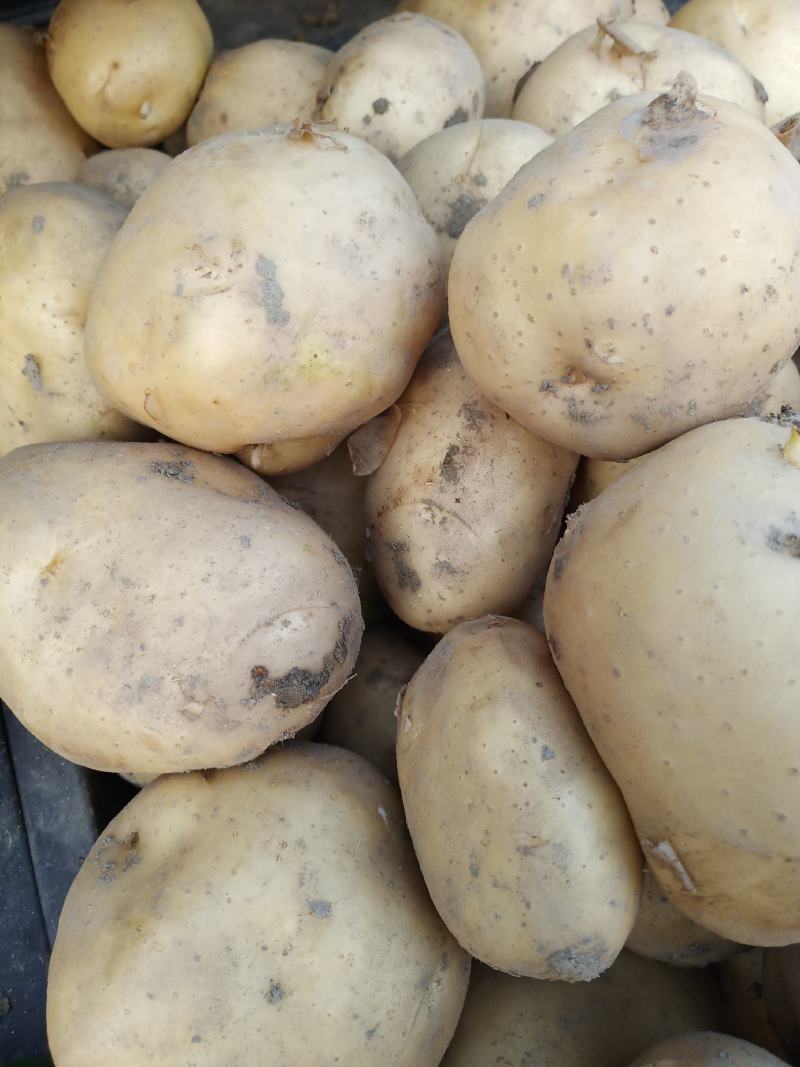 城固土豆黄皮白芯3两以上现在正在上市中量大