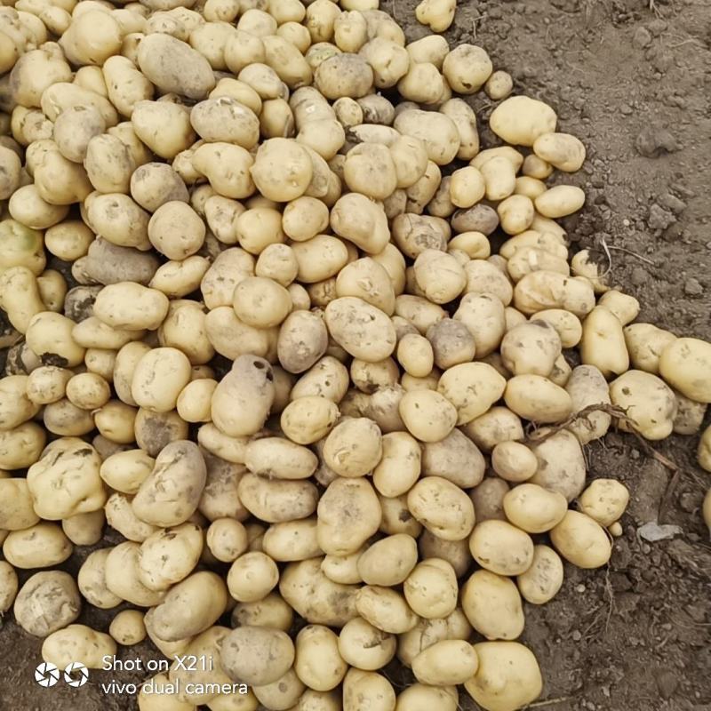 城固土豆黄皮白芯3两以上现在正在上市中量大