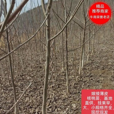 核桃苗香玲核桃苗陕西黄龙县山区旱塬地南北适宜上车快。