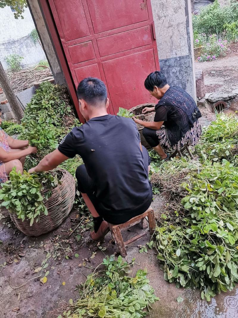 新花生油2500ml装正花生油农家自榨花生油食用油