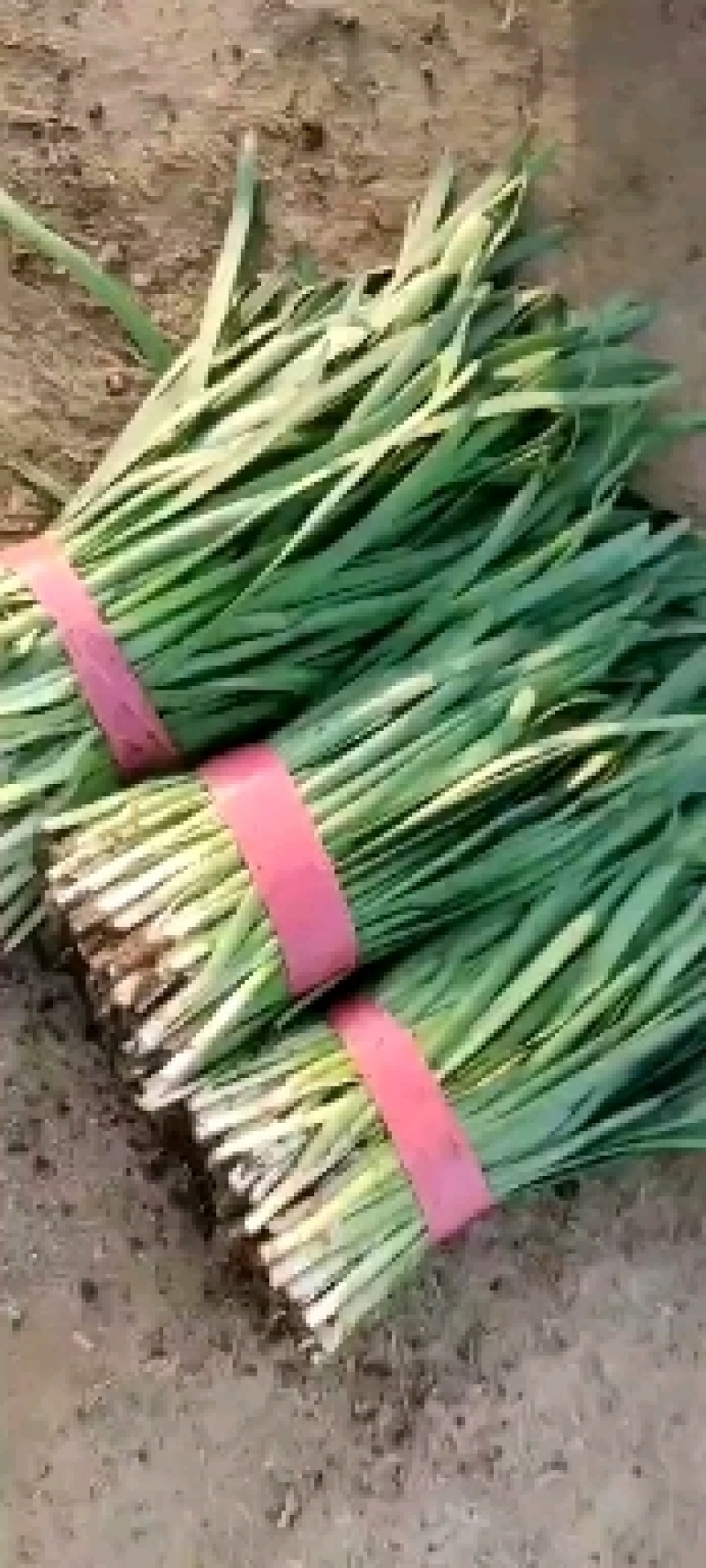 头刀韭菜二道韭菜大量上市需要老板联系