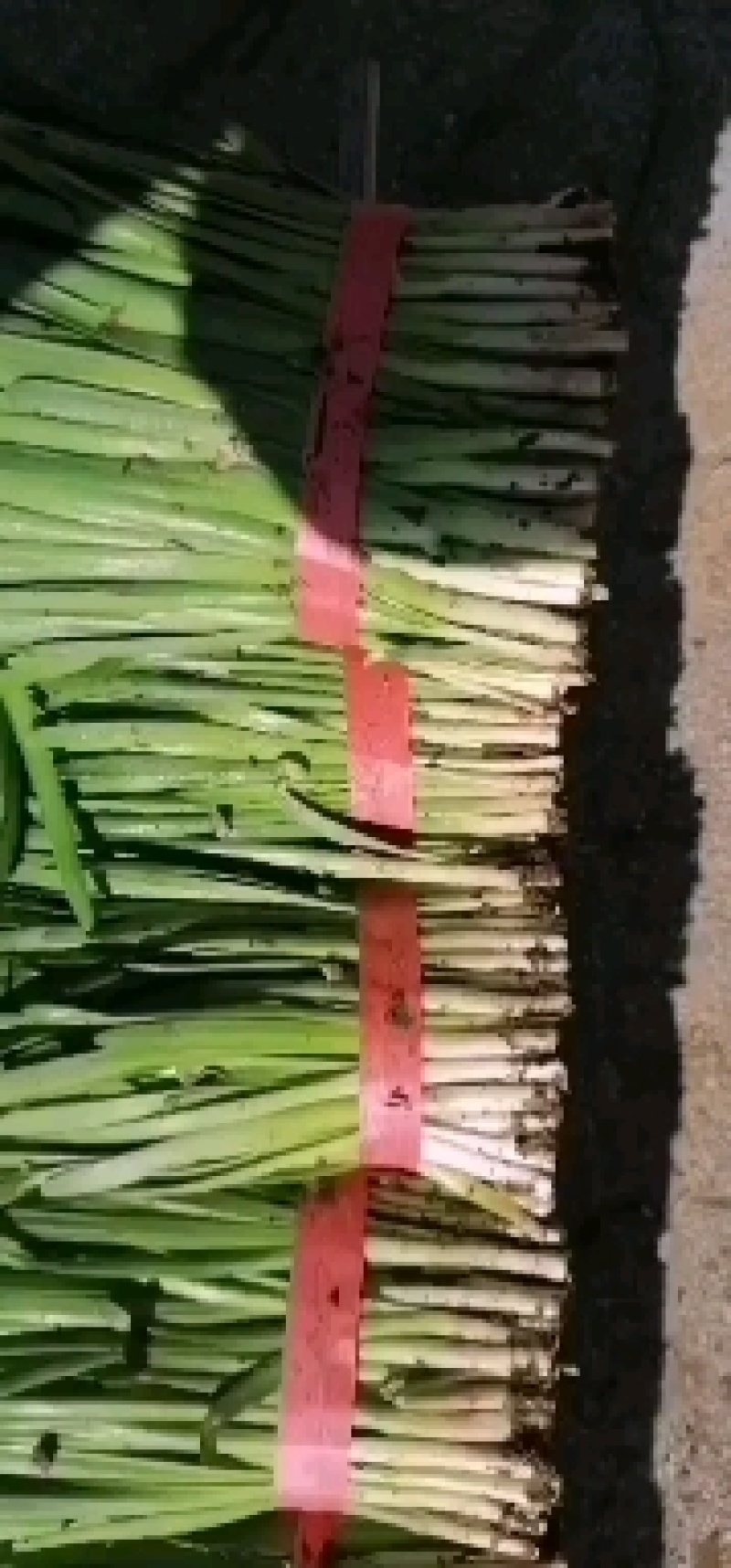 头刀韭菜二道韭菜大量上市需要老板联系