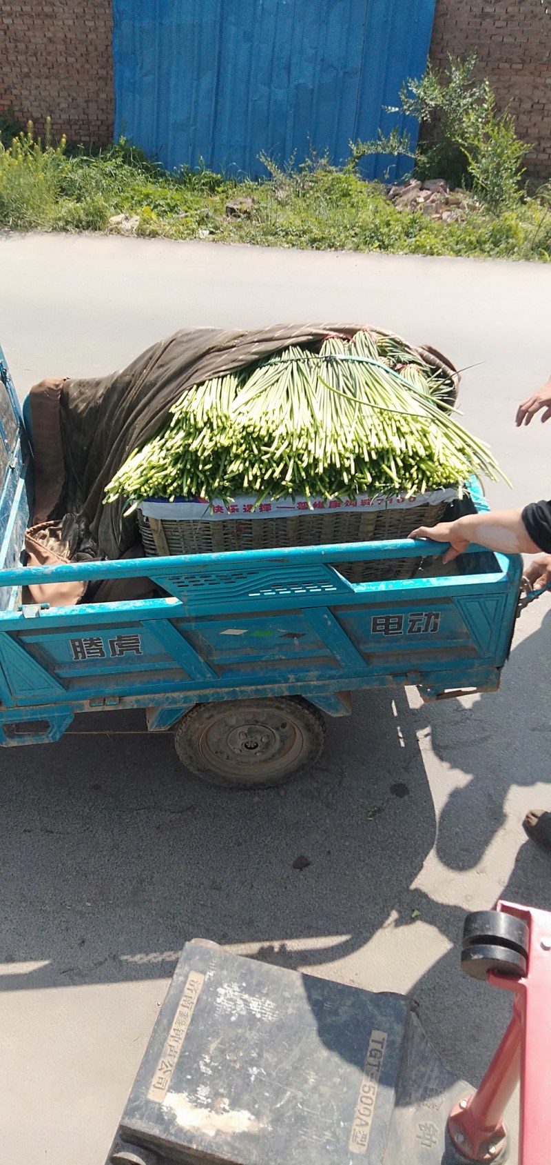 精品二膜蒜薹五一大量上市，薹条长，无斑点，耐储存