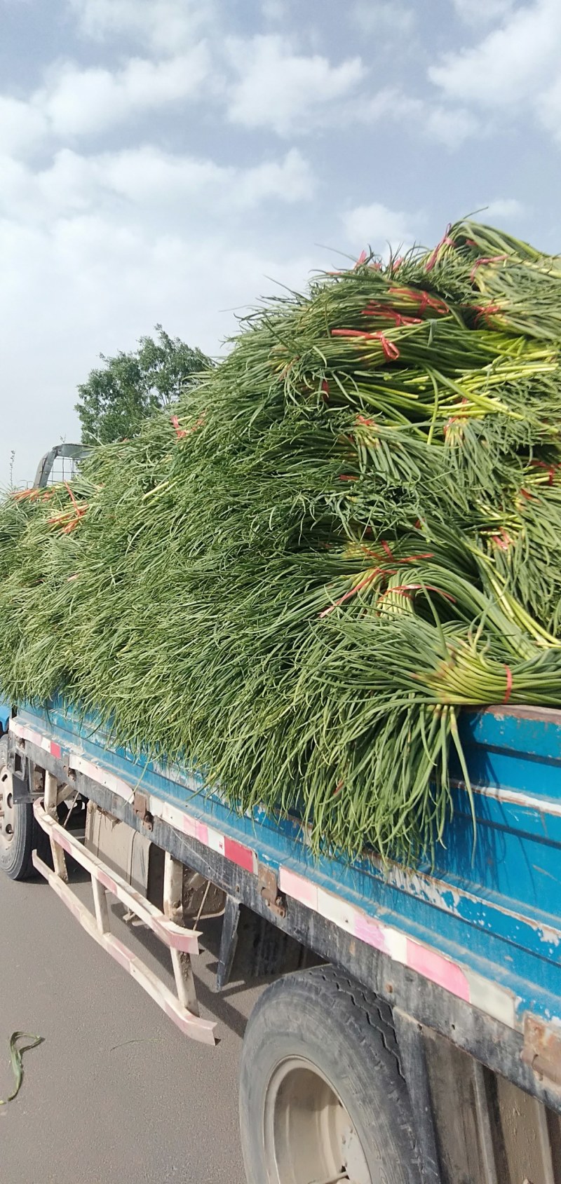 精品二膜蒜薹五一大量上市，薹条长，无斑点，耐储存