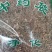 农吉利中药材新鲜干货干净无杂响灵草