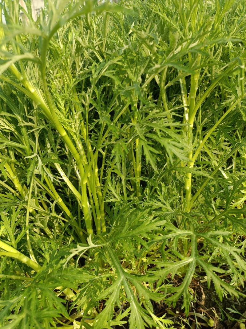 湖北沙洋藜蒿泥蒿