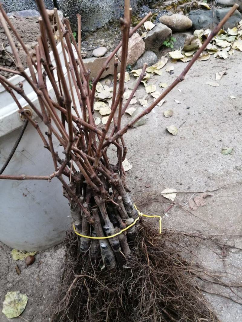 北冰红葡萄苗贝达砧木嫁接抗寒能力强自家苗圃