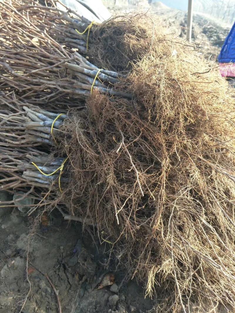 北冰红葡萄苗贝达砧木嫁接抗寒能力强自家苗圃