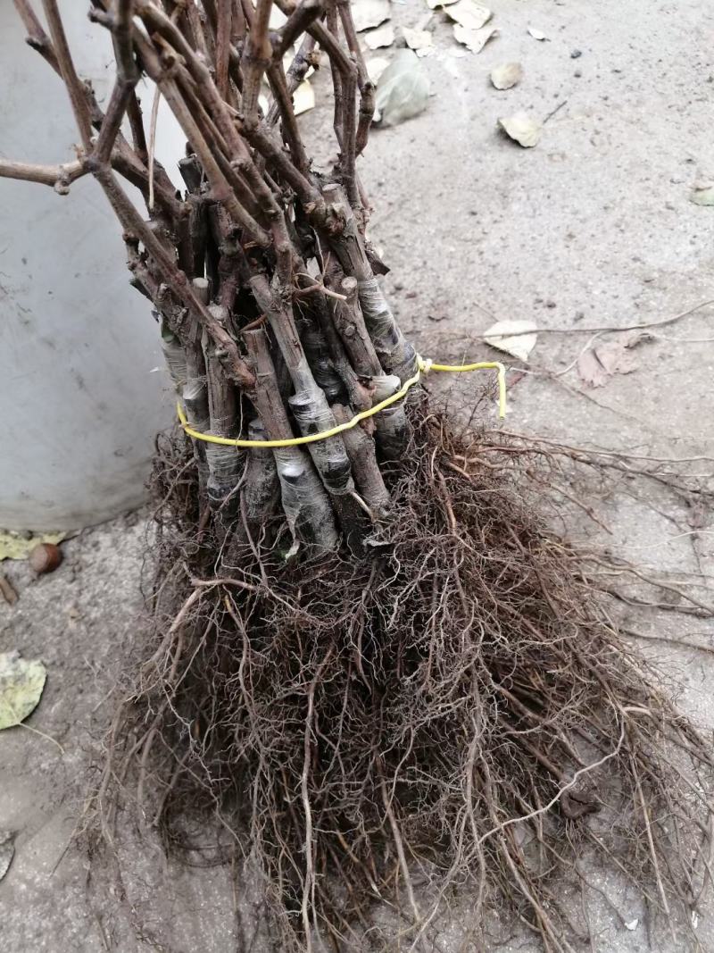 北冰红葡萄苗贝达砧木嫁接抗寒能力强自家苗圃