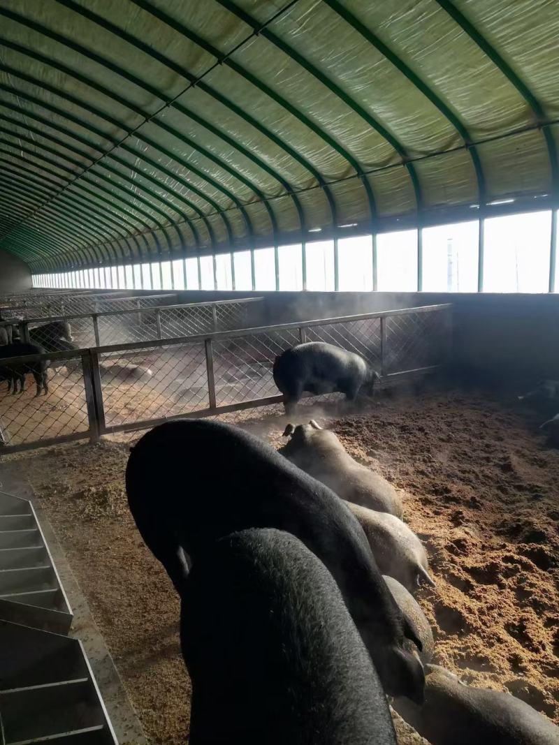 专业生产养殖钢架大棚蔬菜种植大棚全国发货包建