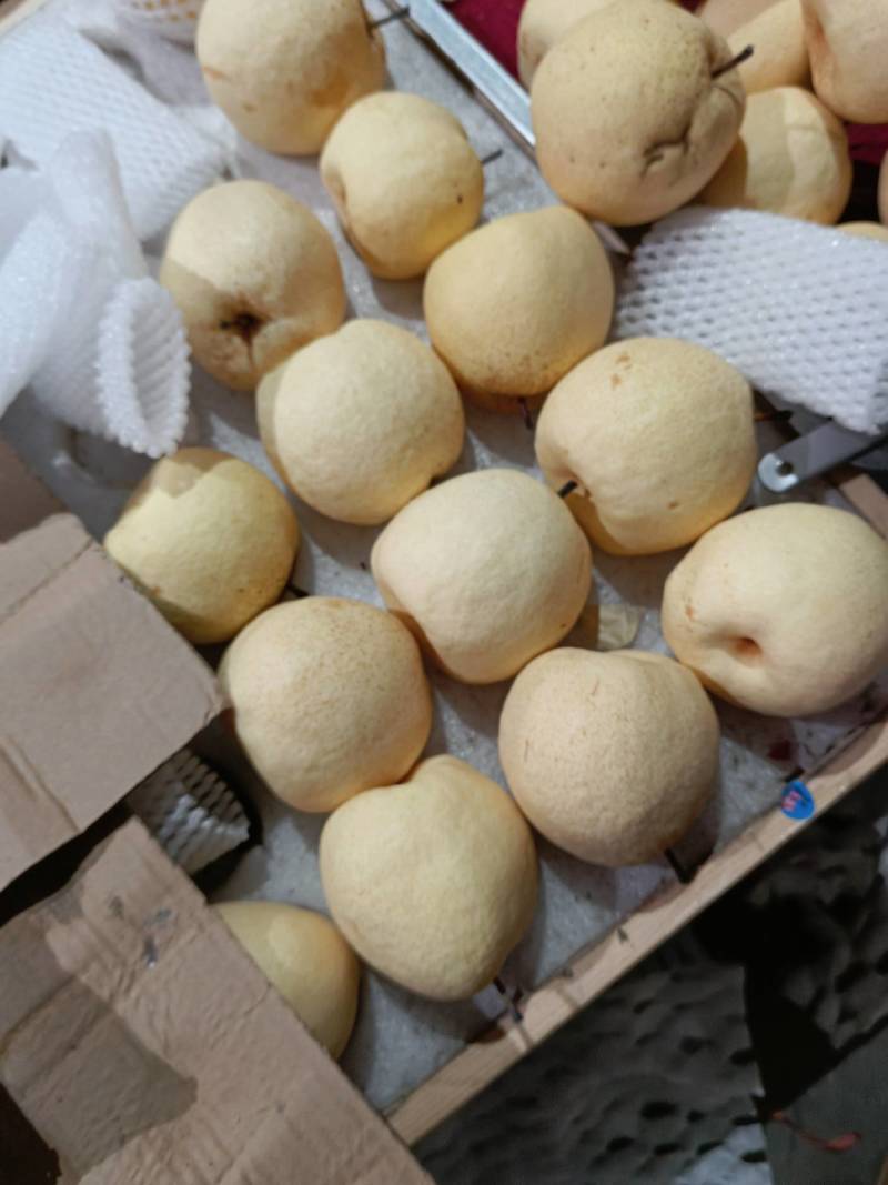 【酥梨】纸袋酥梨产地直供诚信经营口感脆甜量大从优物美价廉