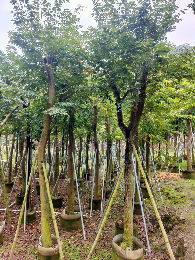 海南黄花梨5-6-7-8-9-10-12-15-20分