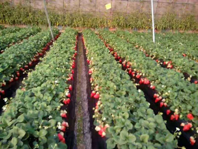 草莓