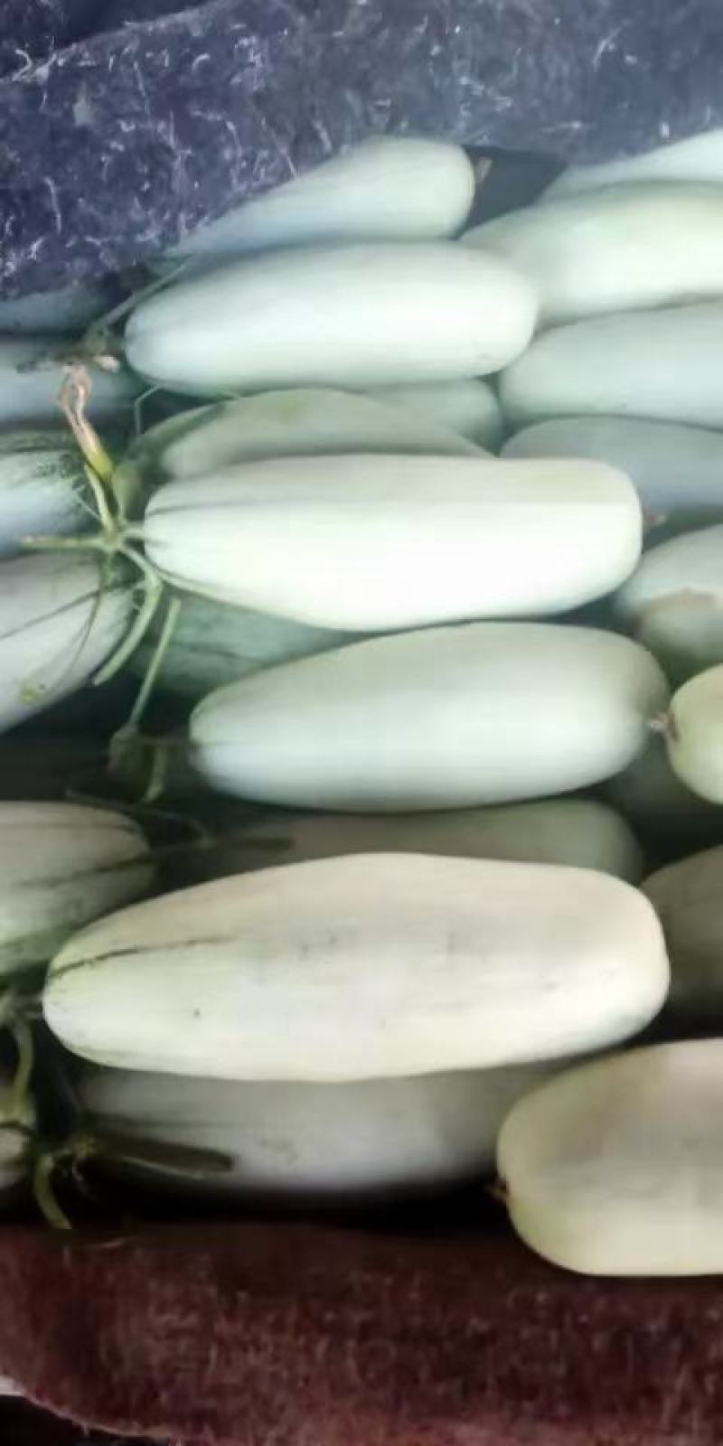 圣女果，千禧圣女果产地直供大量上市，日上货量几百吨