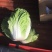 [精选]湖北荆州白菜黄心白菜一手货源物美价廉