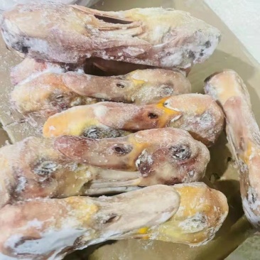 二级鸭头二级大鸭头二级番鸭头特价鸭头，特价大鸭头。