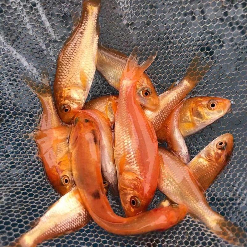 「优质」大品种红鲤鱼苗*可食用*淡水养殖荷包红鲤鱼苗